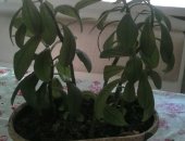 Продам комнатное растение в Ростов-На-Дону, Растёт быстро, неприхотлив, первый