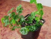 Продам комнатное растение в Тольятти, 1, Фото 1, 2 Фикус Бенджамина в горшке