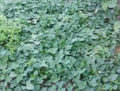 Продам комнатное растение в Анапе, Выращен в с, Сукко 2017, семенные корнеплоды