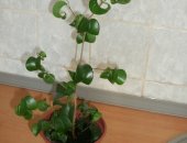 Продам комнатное растение в Тольятти, Фикус Барок кудрявый начал куститься