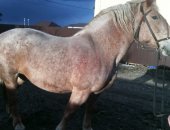 Продам лошадь в Курске, кобылу 20, 04, 2008 года рождения по кличке " флора" Место