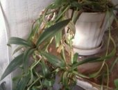 Продам комнатное растение в Невинномысске, Цветы, В связи С от'ездом-Драцена, денежное