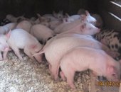 Продам свинью в Кусе, Поросята, поросят породы Белорусская мясная