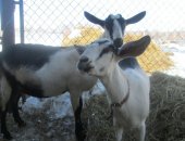 Продам козу в Спасске-Рязанском, Неспешно продаётся молодая козочка 10 месяцев, готовая к