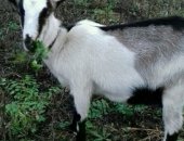 Продам козу в Богородицке, Альпийские козы, альпийских козлят, коз и козлов разных