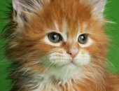 Продам мейн-кун, самец в Перми, Питомник предлагает отличных котят для души и выставок с