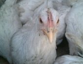 Продам с/х птицу в Набережных Челнах, Утки, бройлер, несушки, Куры