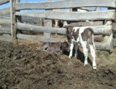 Продам корову в Кардоникской, Бычки телята, телята бычки рослые 4 штук, телята недельные