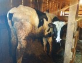 Продам корову в Новоаннинском, бычков 2 шт, 3 недели, тёлочка 1 шт 2 недели и один бычек