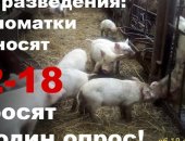 Продам свинью в Астрахани, Ищите лучших поросят для максимального откорма на мясо?