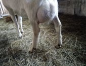 Продам козу в Омске, коз, козы зааненской породы, 2шт 1, 5года, есть козлята