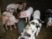 Продам свинью в Аскизе, Поросята, поросят отличной породы крупные ландрас дюрок 1,
