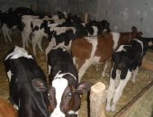 Продам корову в Шарлыке, Здравствуйте, телят, Основной возраст от месяца до 3 месяцев
