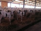 Продам корову в Сорочинске, хороших мясных и молочных телят, Вес взрослого бычка может