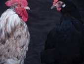Продам с/х птицу в Набережных Челнах, Производится и запись на яйцо и цыплят пород