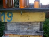 Продам мёд в Великие Луки, со своей пасеке того года, цена за один литр