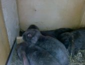 Продам заяца в Буйнакске, Французский баран, Крольчата Гаванна однотоные от белоухой