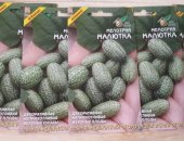 Продам комнатное растение в Москве, Семена мелотрия, тся семена мелотрии огурцеарбуз,