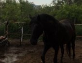 Продам лошадь в Черкесске, Жеребец, вороной без отметен, В июле будет 5 лет, Хороших