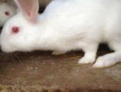 Продам заяца в Малаховке, Крольчата, Родились 26 января 2018 года