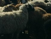 Продам в Самаре, Домашние животные, тся овцы на племя и на мясо