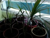 Продам комнатное растение в Астрахани, растения, растения, цена на 1 фото - бенжамин