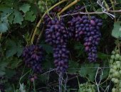 Продам семена в Бирюче, саженцы винограда от 150 руб, Однолетние и двухлетние саженцы c