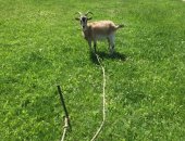 Продам козу в Лабинске, Козы, дойных коз и козлят цена договорная