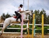 Продам лошадь в Москве, Продаётся Орлово- Терская кобыла конкур 110 в детский спорт,