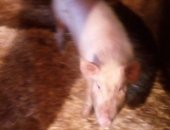 Продам свинью в Златоусте, 3х кабанчиков выложенные 5 месяцев, Вес 30-35 кг, 8 т, р,