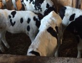 Продам корову в селе Асекеево, Здравствуйте, У меня есть 25-27 телят, бычков