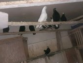Продам птицу в Челябинске, Срочно голубей в связи с утратой кормильца: Пестрые - 4 пары