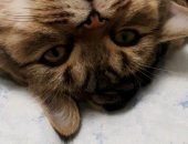 Продам британская, самец в Ишимбае, Котик, Отдадим в хорошие руки, К лотку приучен