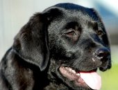 Продам собаку лабрадор в Москве, Для души, на диван, охоты, выставок, племенного