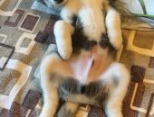 Продам собаку сибирская хаски, самец в Котельниках, Кобель черно-белый арлекин разные