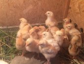 Продам с/х птицу в Кургане, Цыплята-несушки, семи дневные