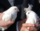 Продам птицу в Иркутске, Белые голуби, для свадебных торжеств и других праздничных