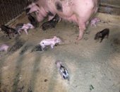 Продам свинью в Петрозаводске, начались продажи Крупные, здоровые поросята 6-8 недель