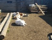 Продам корову в селе Михайловское, стадо дойных 19 голов, основная масса симентальской
