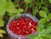 Продам ягоды в Брянске, Уже скоро сезон лесных ягод будет открыт, Вам нужна лесная ягода