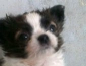Продам собаку чихуахуа, самец в Твери, Красивые ласковые маленькие собачки свои выращены