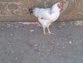 Продам с/х птицу в Каспийске, Петух, молодых петухов, стоимость одного петуха 300 рублей