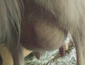Продам козу в Оренбурге, Коза зааненская, рыжеватая, ближе к белому, Молока 1, 8 - 2,