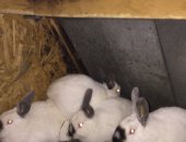 Продам заяца в Новокузнецке, Самчики 2, 5 месяца Самочки рожденые 10 февраля 27 мая
