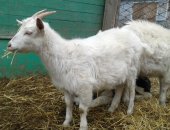 Продам козу в Омске, козочку и козлика обмен на теленка или корм, Козочка 10 мес