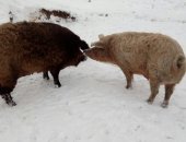 Продам свинью в Ясногорске, Как уже упоминалось, основным отличительным признаком