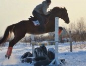 Продам лошадь в Владивостоке, буденовского жеребца 2005 г, Кличка Дакар Дереза-Кубрик,