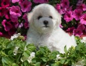 Продам собаку бишон фризе в Реутове, Предлагаются для резервирования очаровательные