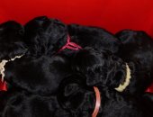 Продам собаку, самка в Кургане, 17, 03, 2018 родились 9 чернышей, 5 девочек и 4 мальчика