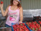 Продам ягоды, К/хоз-во реализует оптом и в розницу с поля клубнику сорт Альба, Ароза